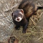 Un'altra immagine della puzzola al CRAS di Bernezzo